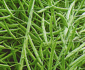 湘雜油2號 湘雜油2號