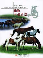 動物千姿百態：馬