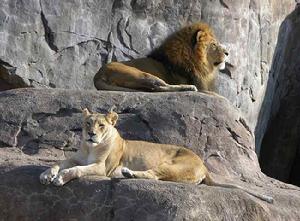 克魯格獅 克魯格獅