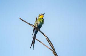 燕尾蜂虎 燕尾蜂虎