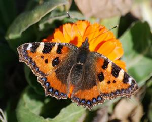 蕁麻蛺蝶 蕁麻蛺蝶