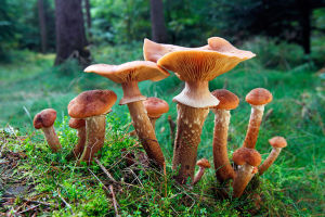 蜂蜜蘑菇 蜂蜜蘑菇