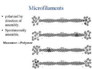 踏車行為 踏車行為
