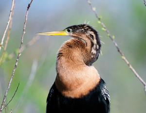 美洲蛇鵜 美洲蛇鵜