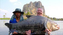 暹羅巨鯉 暹羅巨鯉