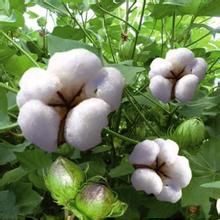 豫棉19號 豫棉19號