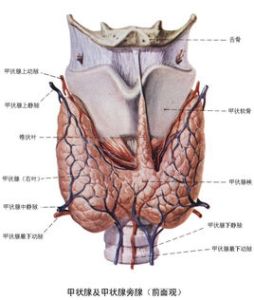 甲狀 甲狀