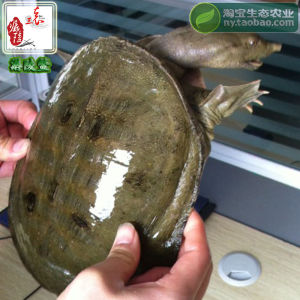 生態甲魚 生態甲魚