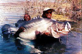 尼羅河鱸魚 尼羅河鱸魚