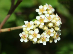 黃毛鈍葉栒子 黃毛鈍葉栒子