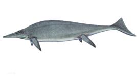 紐西蘭大魚龍 紐西蘭大魚龍