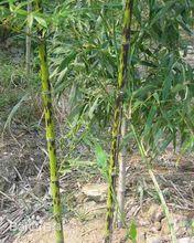 斑竹[植物]