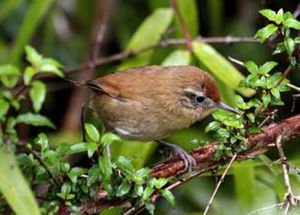 阿根廷線尾雀 阿根廷線尾雀