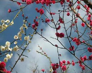 磨山梅花 磨山梅花