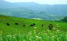 大灘鎮北梁村 大灘鎮北梁村