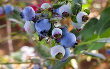 野生藍莓