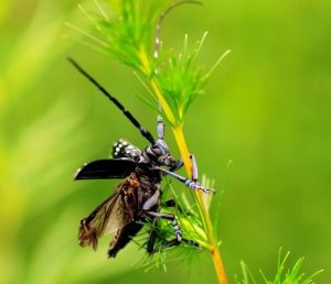 雲杉花墨天牛