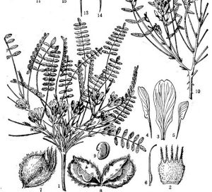 特克斯黃耆 特克斯黃耆