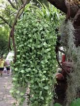 台灣眼樹蓮 台灣眼樹蓮