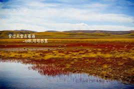 陪我到可可西里看海 陪我到可可西里看海