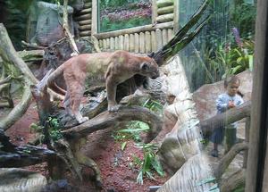 哥斯大黎加美洲獅