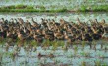 銅陵[安徽省地級市]