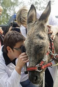 獸醫在為“跳傘驢”檢查身體