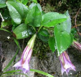 青魚膽草 青魚膽草