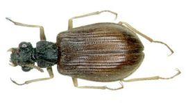 三眼甲蟲 三眼甲蟲