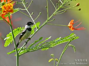 鸚嘴食籽雀 鸚嘴食籽雀
