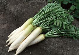 銅陵蘿蔔 銅陵蘿蔔