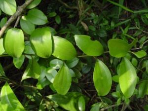 長葉寄生藤（變種）