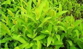 斜基葉柃 斜基葉柃