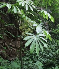 細梗柏那參 細梗柏那參