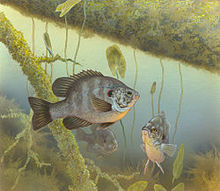 小冠太陽魚 小冠太陽魚