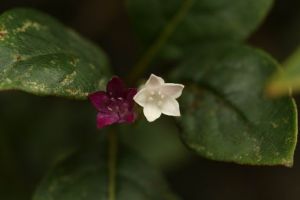 卵葉野丁香 卵葉野丁香