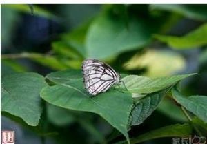 亞洲白眼蝶