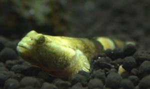 羅氏裸身鰕虎 羅氏裸身鰕虎