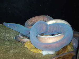 懷氏副盲鰻 懷氏副盲鰻