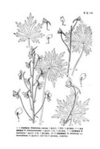 擬冰川翠雀花 擬冰川翠雀花