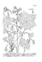 大理翠雀花 大理翠雀花