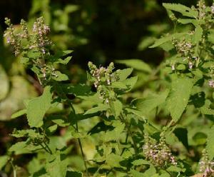 長毛香科科 長毛香科科