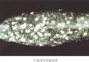 （圖）香石竹環斑病毒