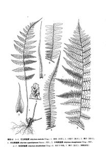 鈍頂蹄蓋蕨 鈍頂蹄蓋蕨