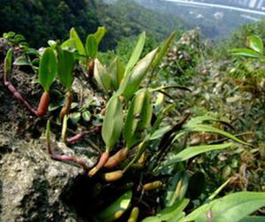 短序石豆蘭 短序石豆蘭