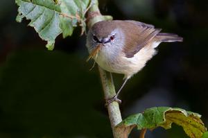 褐噪刺鶯 褐噪刺鶯