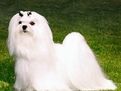 馬爾他捲毛獅子犬 馬爾他捲毛獅子犬