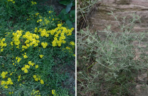 掌葉垂頭菊 掌葉垂頭菊