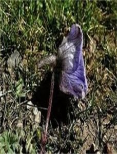 唐古拉翠雀花 唐古拉翠雀花