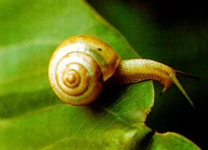 灰巴蝸牛 灰巴蝸牛